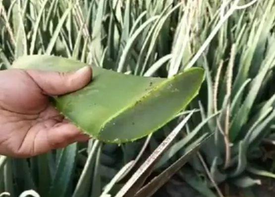 im电竞老农不种植蔬菜种植此观赏植物其实能美容养颜价值珍贵！(图2)