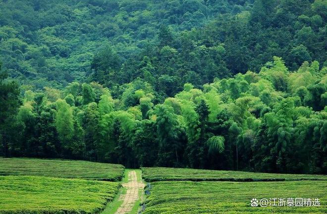 im电竞杭州径山竹茶园是一个多元化的现代陵园｜讲学旅游和公墓为一体(图1)