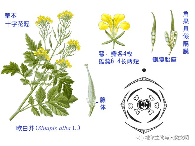 im电竞【植物界全系列】十字花目—十字花科(图2)