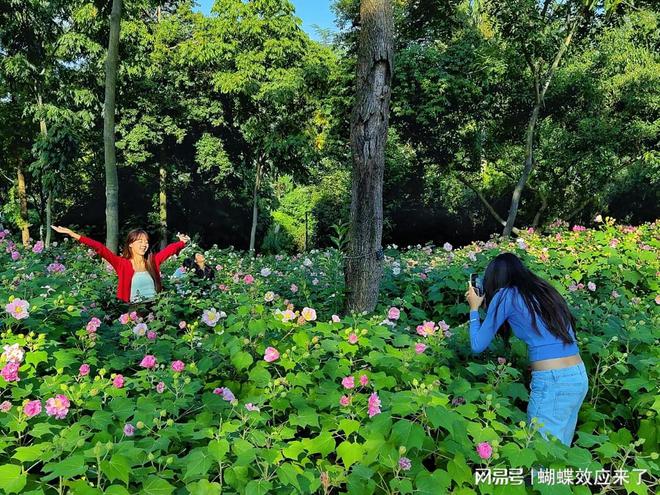 im电竞芙蓉飘四海应用展风采 成都市植物园芙蓉科研推广绽放绚烂篇章(图1)