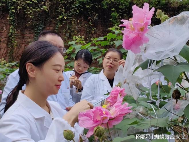 im电竞芙蓉飘四海应用展风采 成都市植物园芙蓉科研推广绽放绚烂篇章(图2)