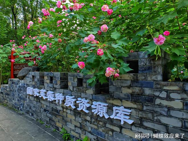 im电竞芙蓉飘四海应用展风采 成都市植物园芙蓉科研推广绽放绚烂篇章(图5)