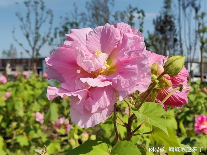 im电竞芙蓉飘四海应用展风采 成都市植物园芙蓉科研推广绽放绚烂篇章(图6)