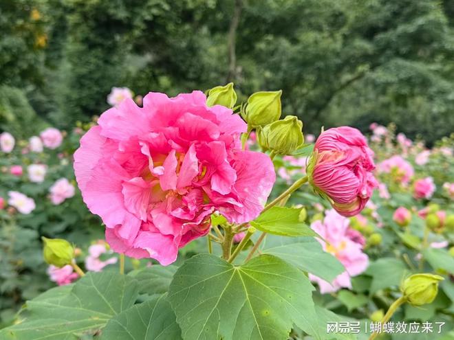 im电竞芙蓉飘四海应用展风采 成都市植物园芙蓉科研推广绽放绚烂篇章(图8)