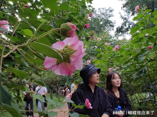 im电竞芙蓉飘四海应用展风采 成都市植物园芙蓉科研推广绽放绚烂篇章(图7)