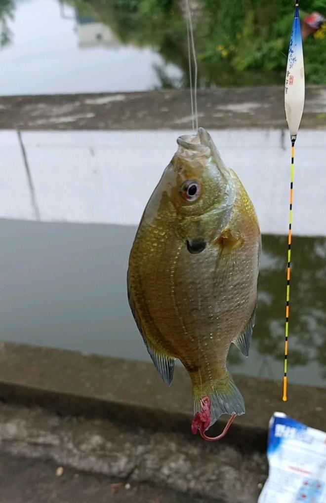 im电竞浙江一河道太阳鱼泛滥个头不大却异常凶猛丢块石头都追着咬(图4)