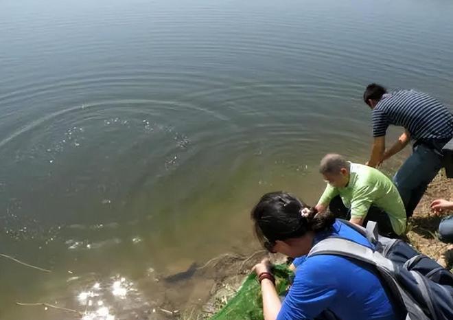 im电竞浙江一河道太阳鱼泛滥个头不大却异常凶猛丢块石头都追着咬(图6)