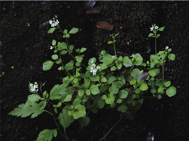 im电竞浙江西天目山春季观赏植物 (三)(图1)