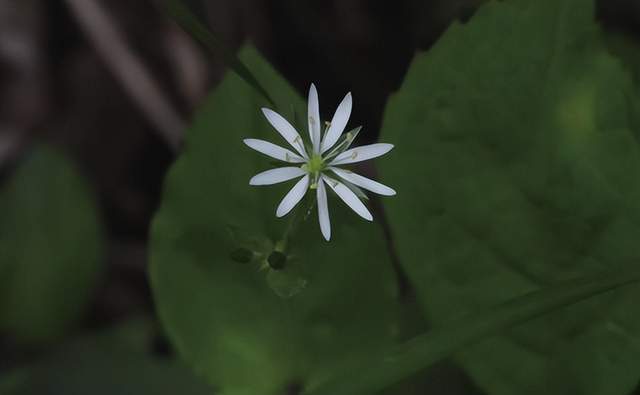 im电竞浙江西天目山春季观赏植物 (三)(图2)