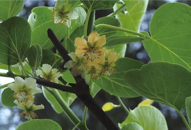 im电竞浙江西天目山春季观赏植物 (三)(图6)