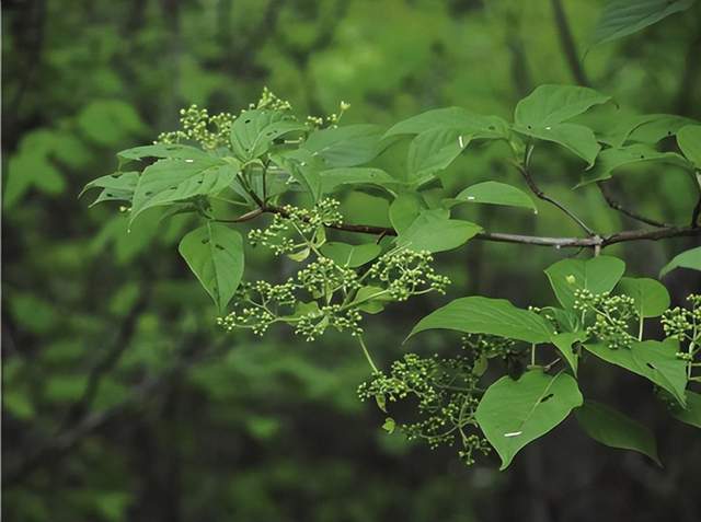 im电竞浙江西天目山春季观赏植物 (三)(图4)