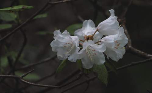 im电竞浙江西天目山春季观赏植物 (三)(图8)