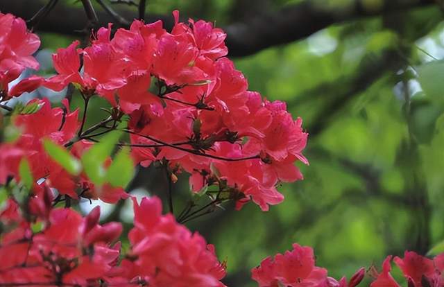 im电竞浙江西天目山春季观赏植物 (三)(图10)