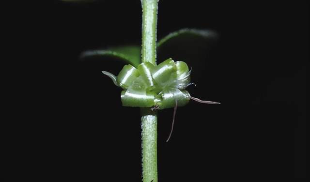 im电竞浙江西天目山春季观赏植物 (三)(图11)