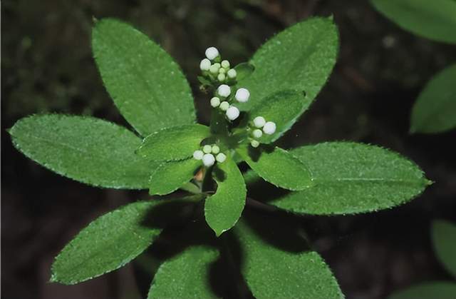 im电竞浙江西天目山春季观赏植物 (三)(图12)