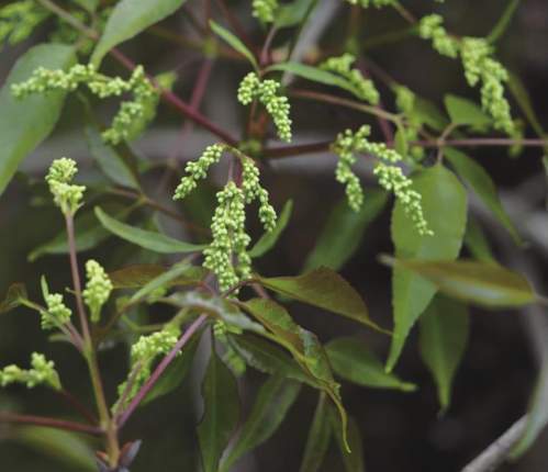 im电竞浙江西天目山春季观赏植物 (三)(图15)