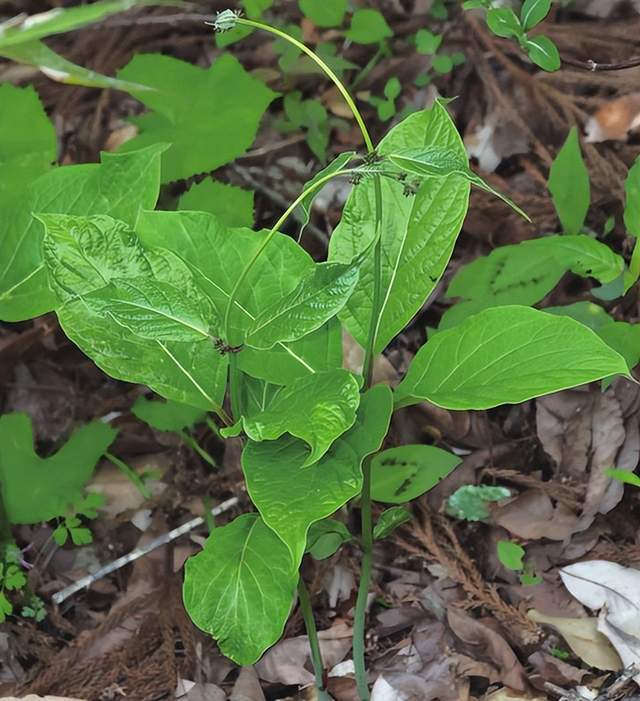 im电竞浙江西天目山春季观赏植物 (三)(图14)