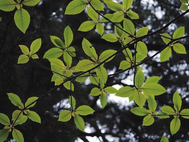 im电竞浙江西天目山春季观赏植物 (三)(图13)