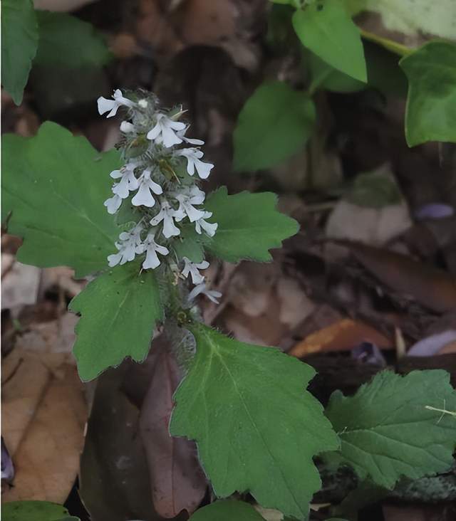 im电竞浙江西天目山春季观赏植物 (三)(图18)