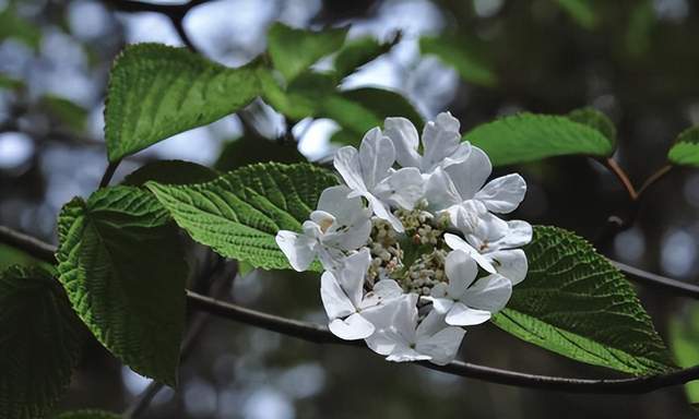 im电竞浙江西天目山春季观赏植物 (三)(图25)