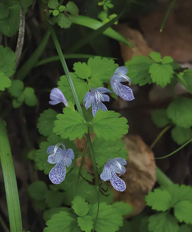 im电竞浙江西天目山春季观赏植物 (三)(图17)