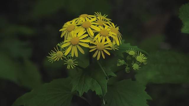 im电竞浙江西天目山春季观赏植物 (三)(图23)