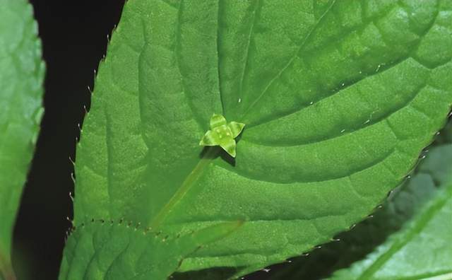 im电竞浙江西天目山春季观赏植物 (三)(图22)