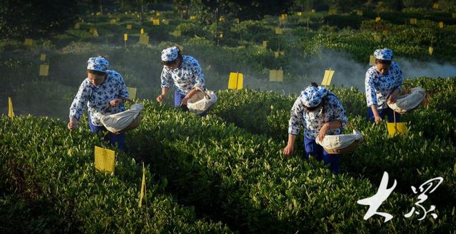 im电竞茶园种下70万株绿化树“生态低碳茶”是这样种出来的→(图5)