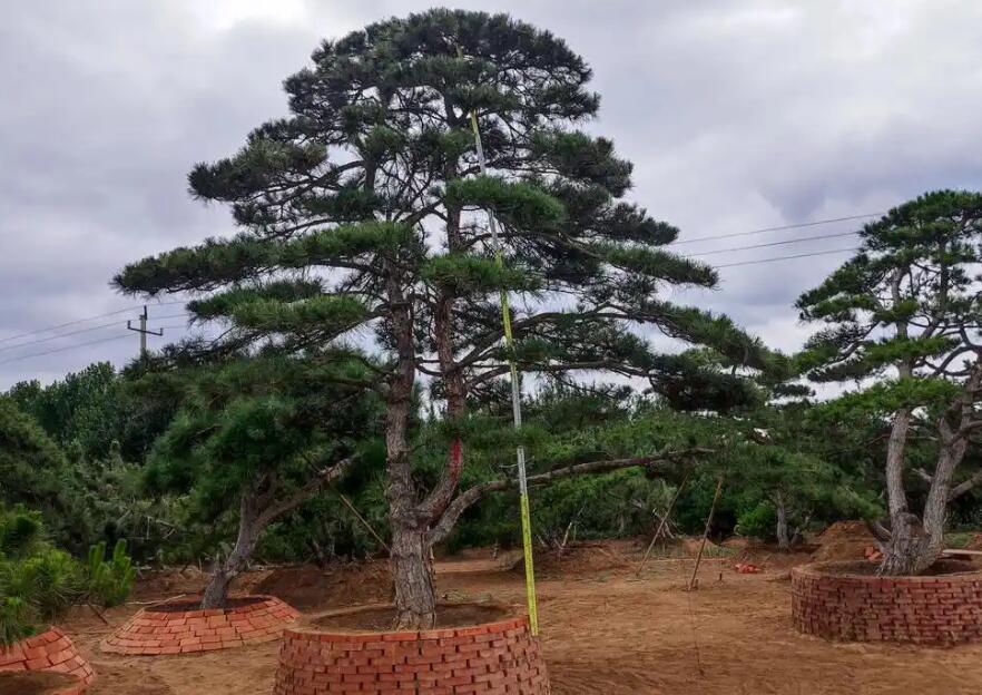 im电竞岳阳苗圃种植基地-介绍页面(图1)