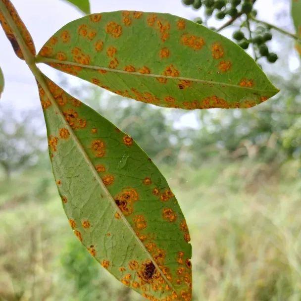 im电竞【技术】植物病害的发生与防治(图1)