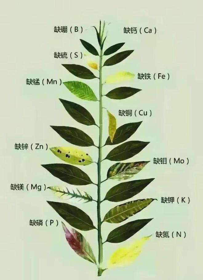 im电竞官方网站植物病害的7大症状10种类型6个诊断方式学会了你就是专家!(图1)