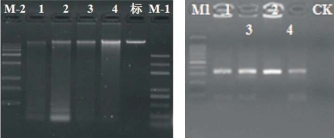 im电竞“猕猴桃医生”黄昭贤：都是蠹虫惹的祸(图14)