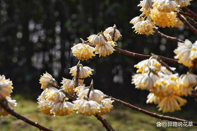 im电竞结香的价值：多少钱可以拥有一棵自然之美与文化之蕴的结香树(图2)