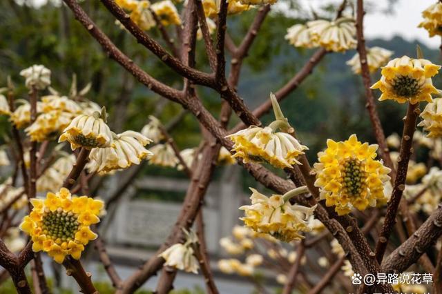 im电竞结香的价值：多少钱可以拥有一棵自然之美与文化之蕴的结香树(图1)