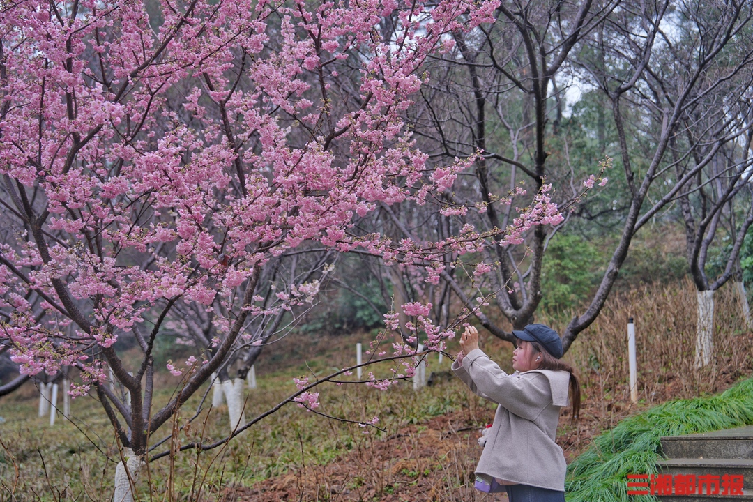 im电竞官方网站春意萌动湖南早樱苏醒3月进入最佳观赏期(图1)