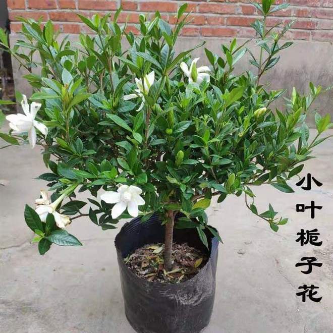 im电竞栀子花一年开几次花花期多少(图5)