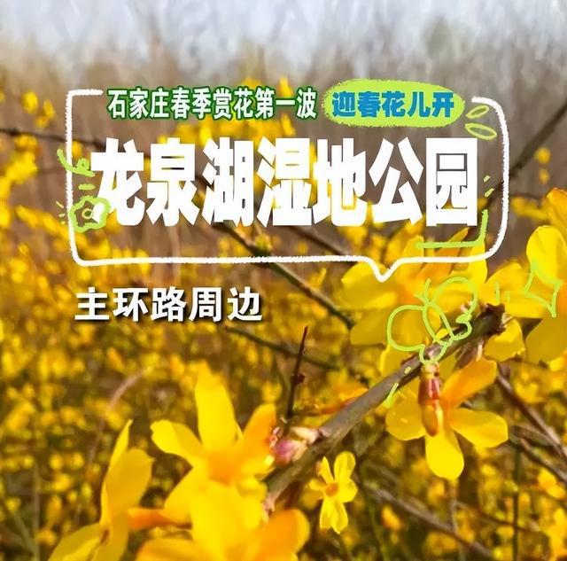 im电竞官方网站迎春花开了 石家庄公交赏花攻略来啦！(图3)