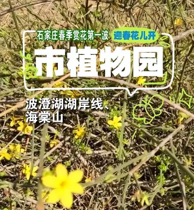 im电竞官方网站迎春花开了 石家庄公交赏花攻略来啦！(图9)