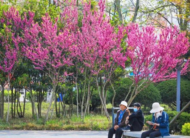 im电竞官方网站日照春日“赏花攻略”来了！(图14)